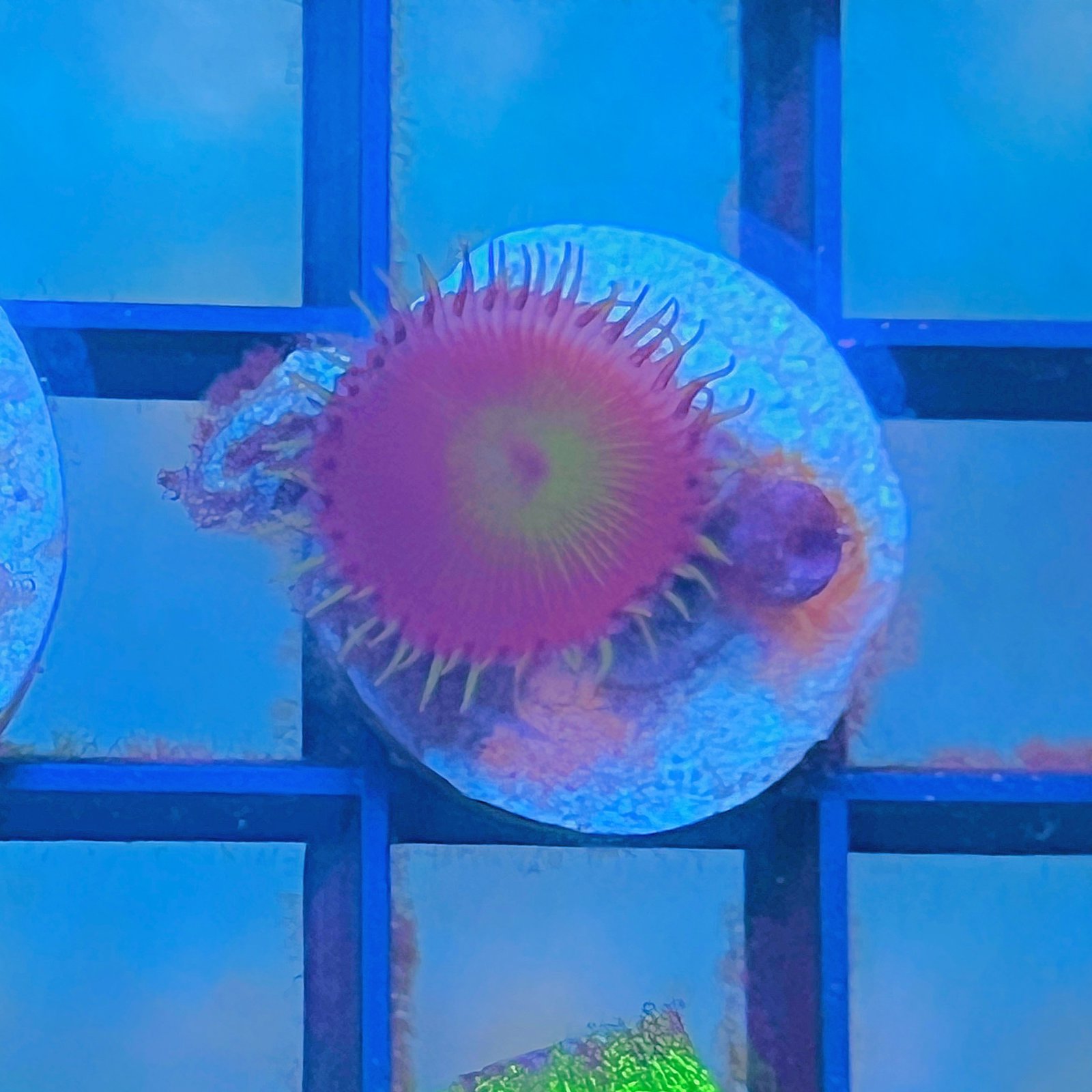 Combo Zoas