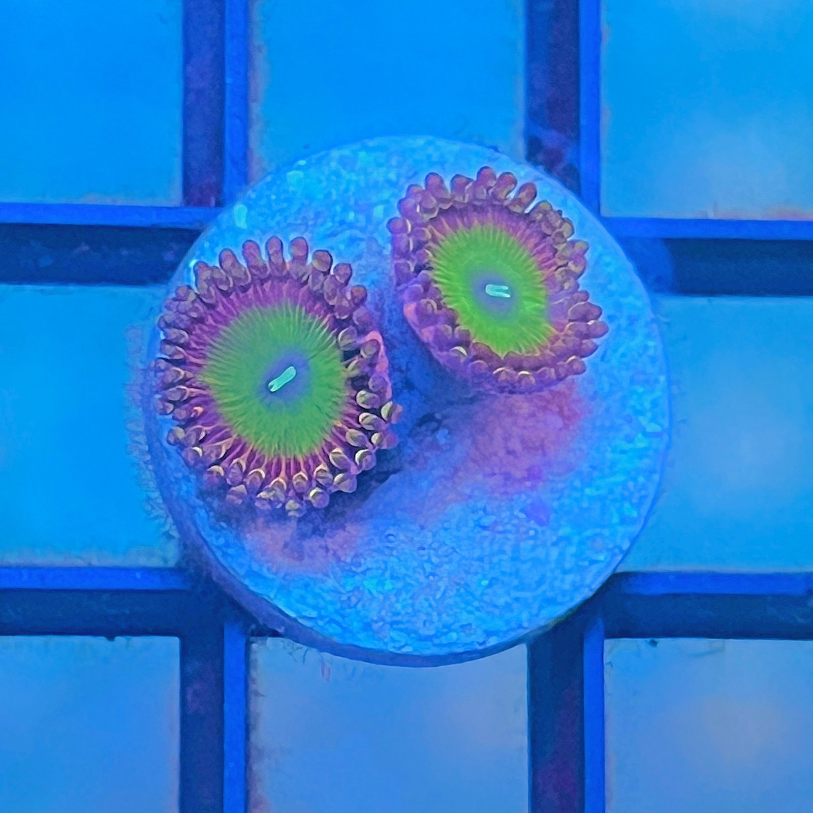 Candy Apple Pink Zoas