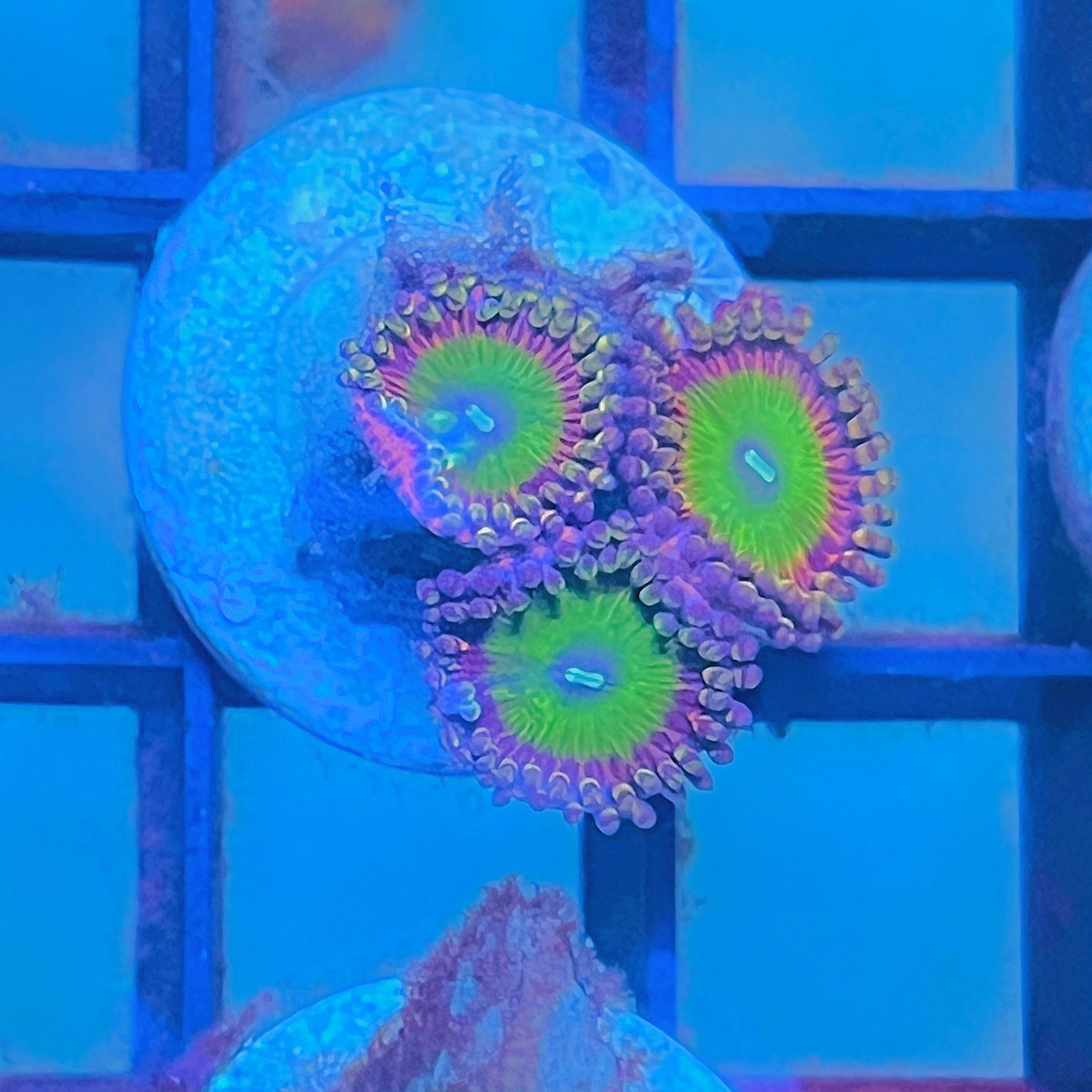 Candy Apple Pink Zoas