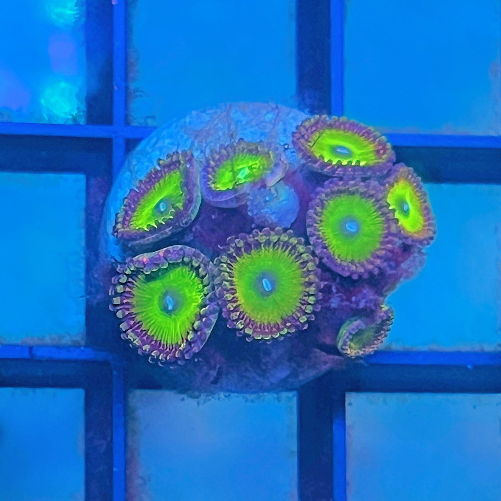 Candy Apple Pink Zoas