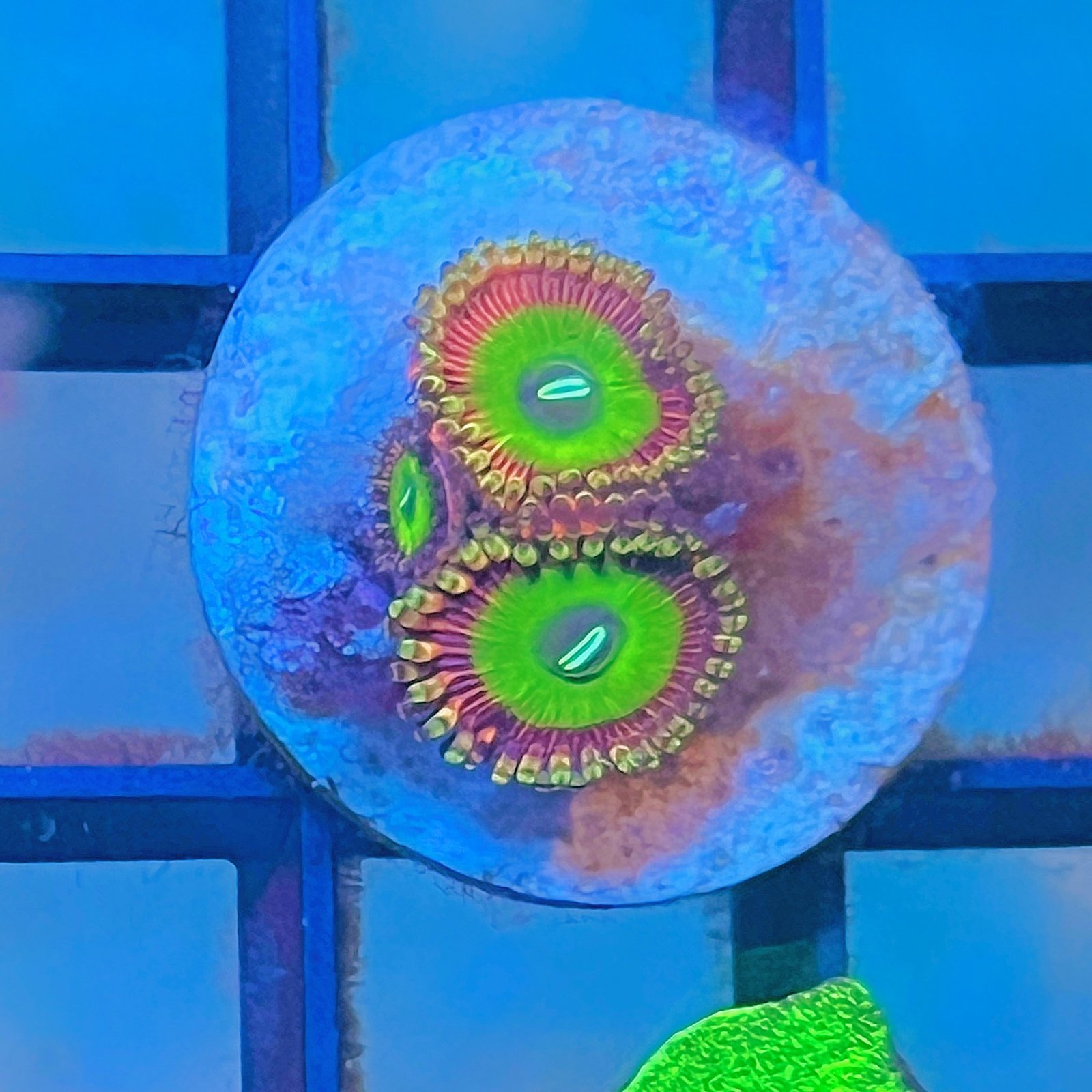 Candy Apple Pink Zoas