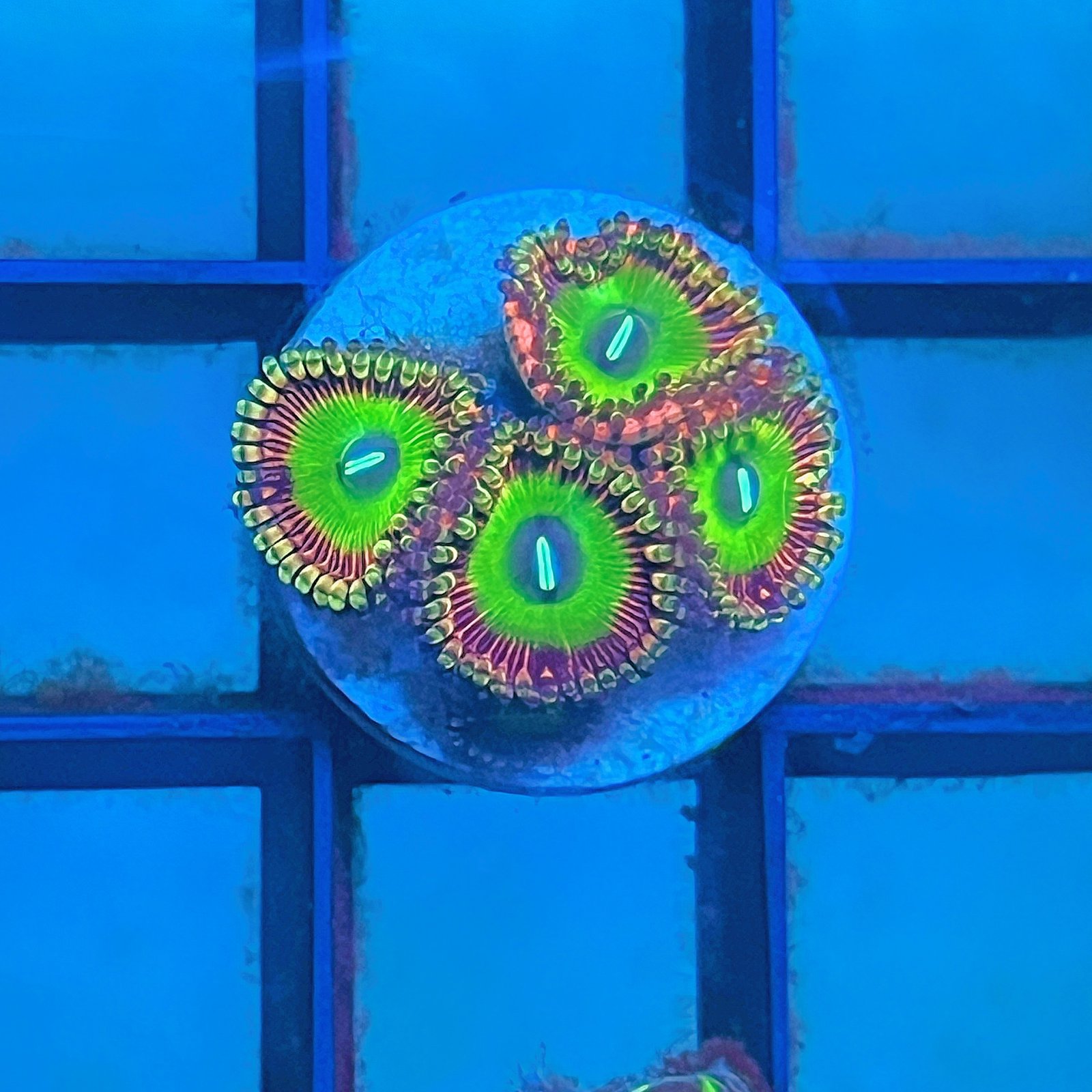 Candy Apple Pink Zoas