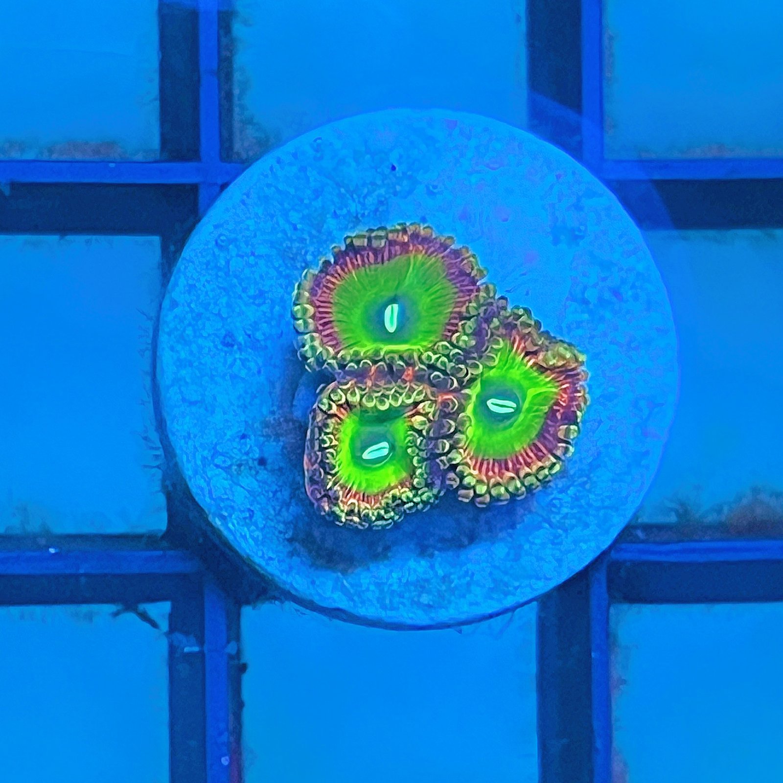 Candy Apple Pink Zoas