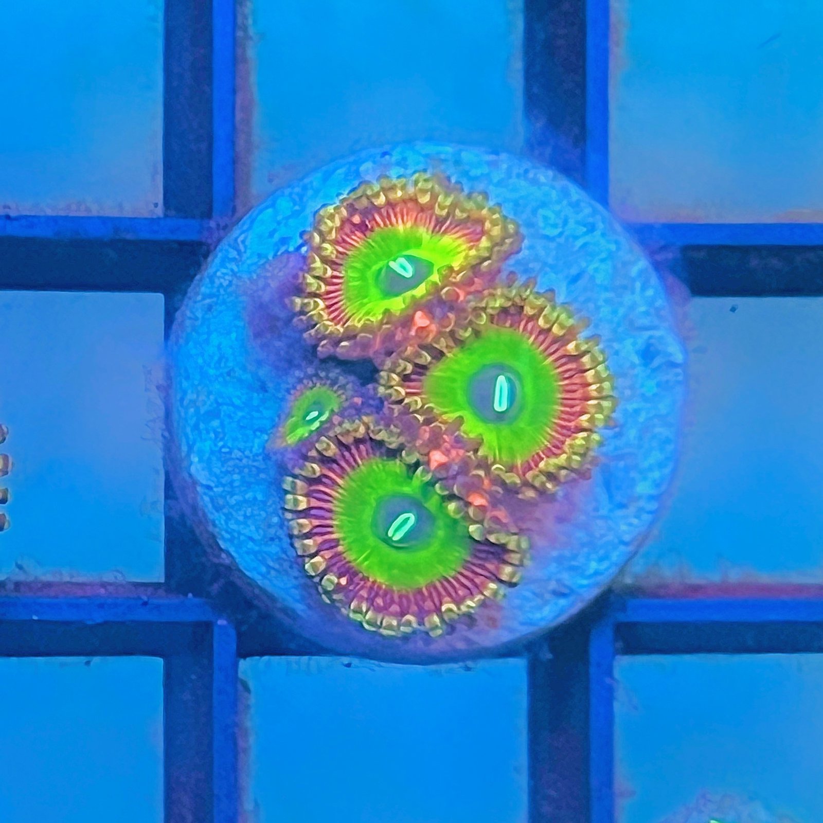 Candy Apple Pink Zoas
