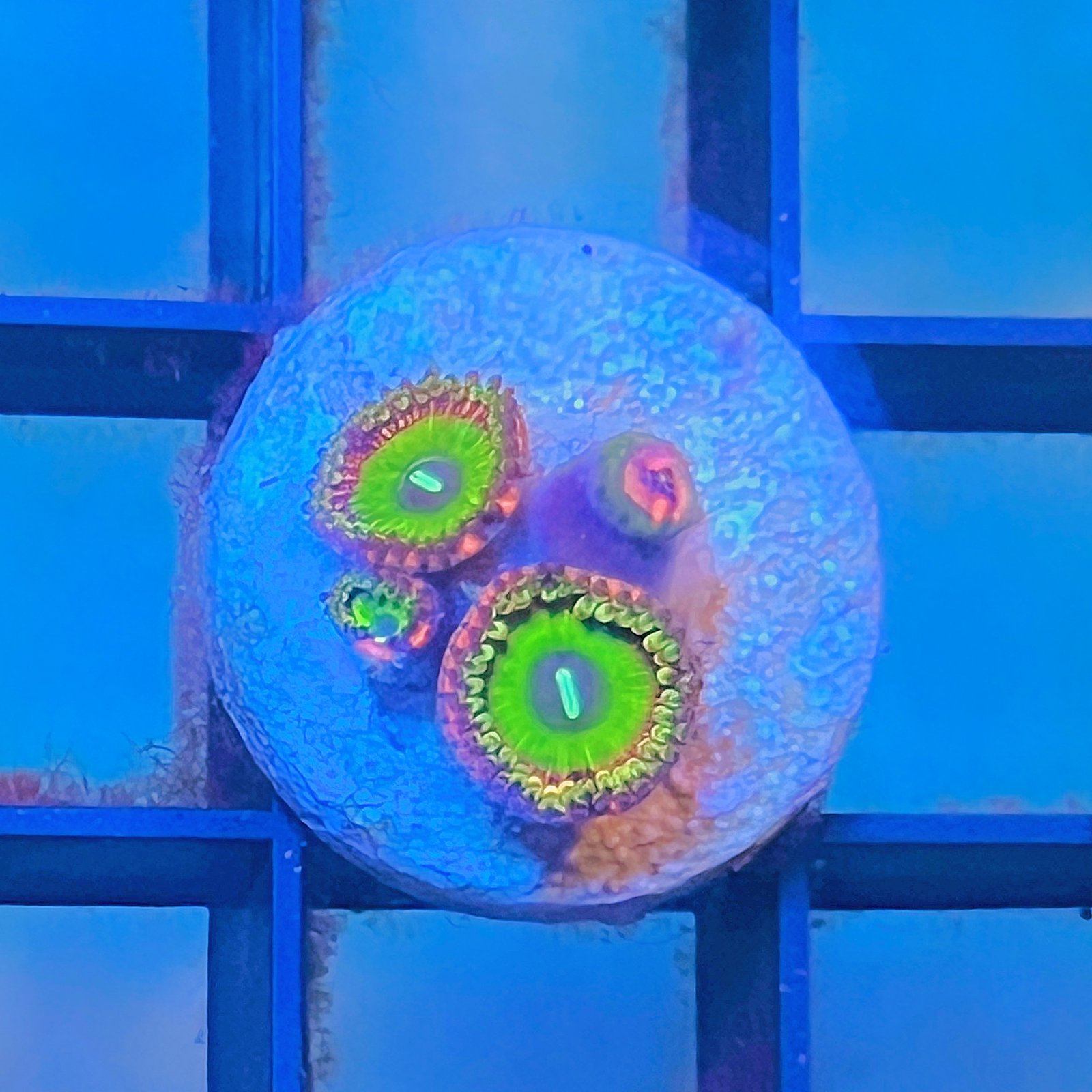 Candy Apple Pink Zoas