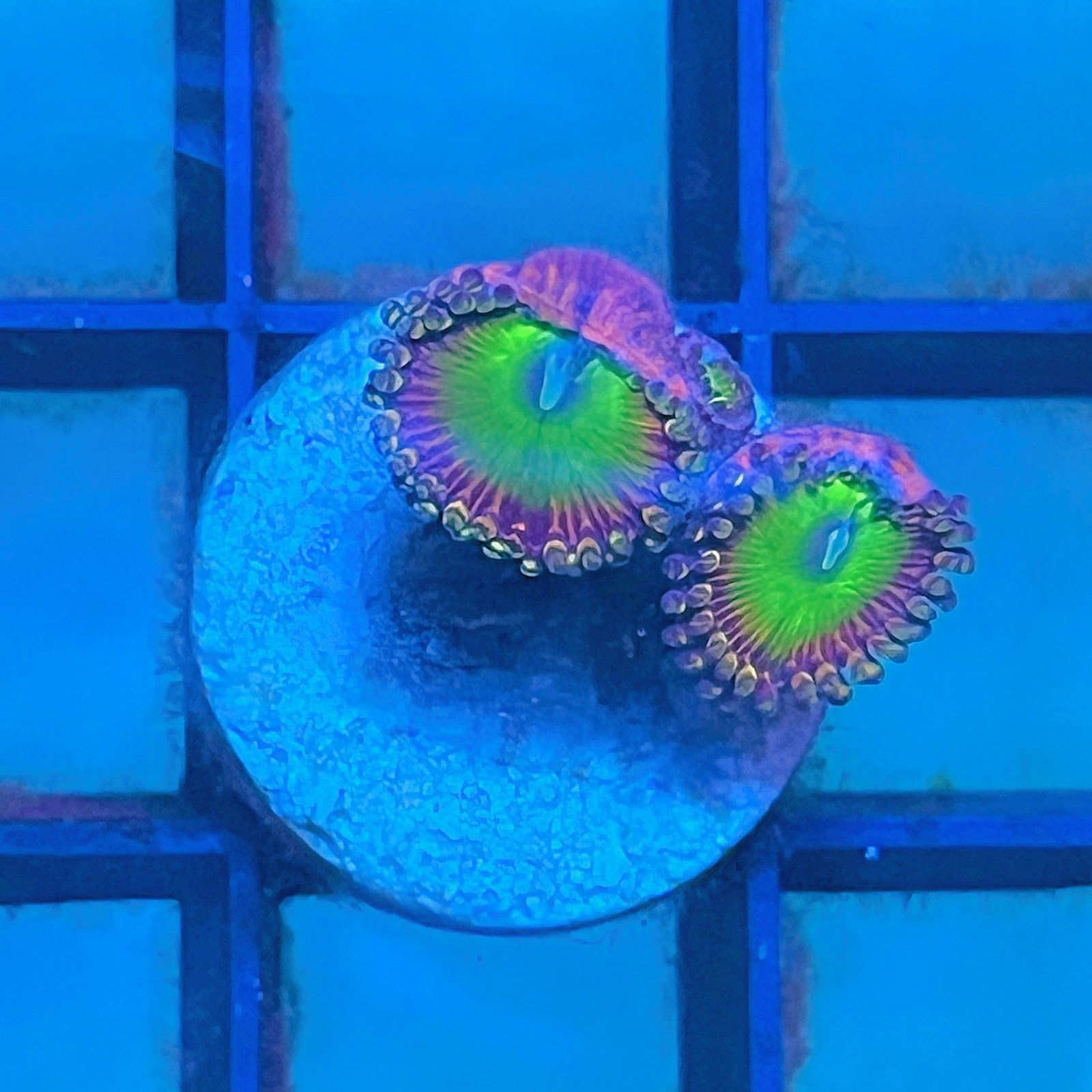 Candy Apple Pink Zoas