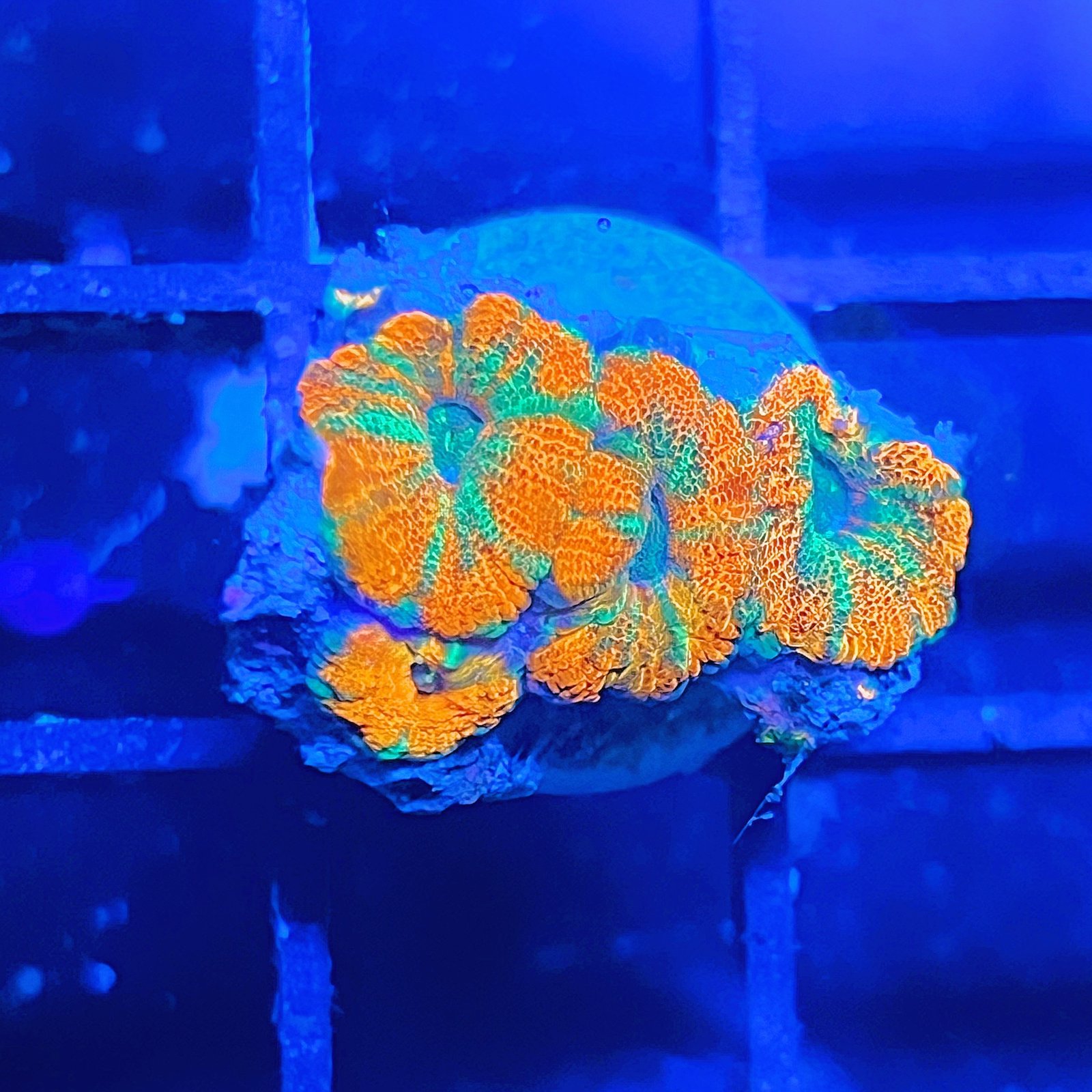 Acanthastrea