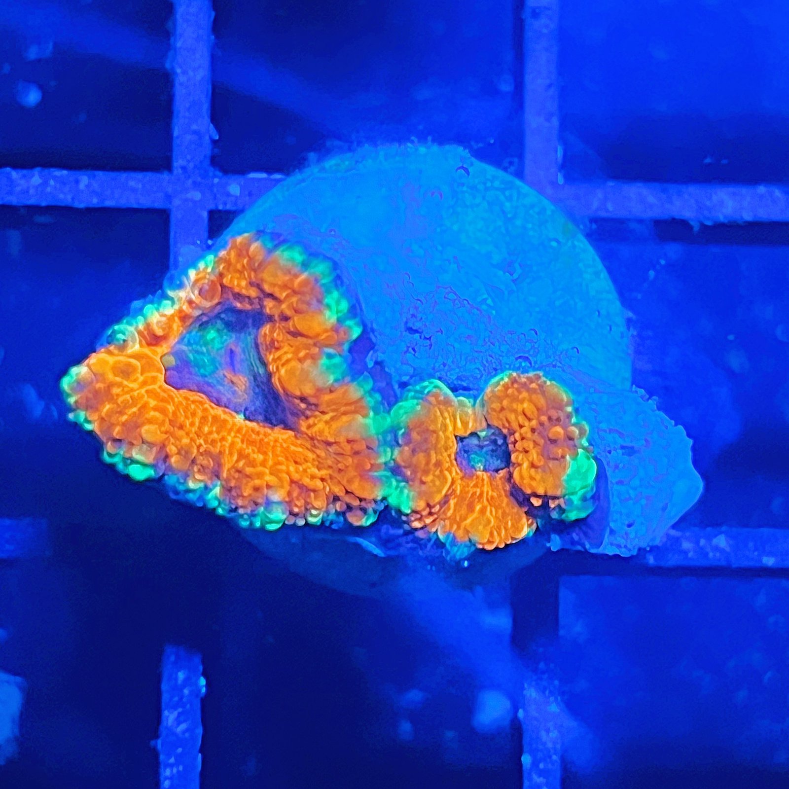 Acanthastrea