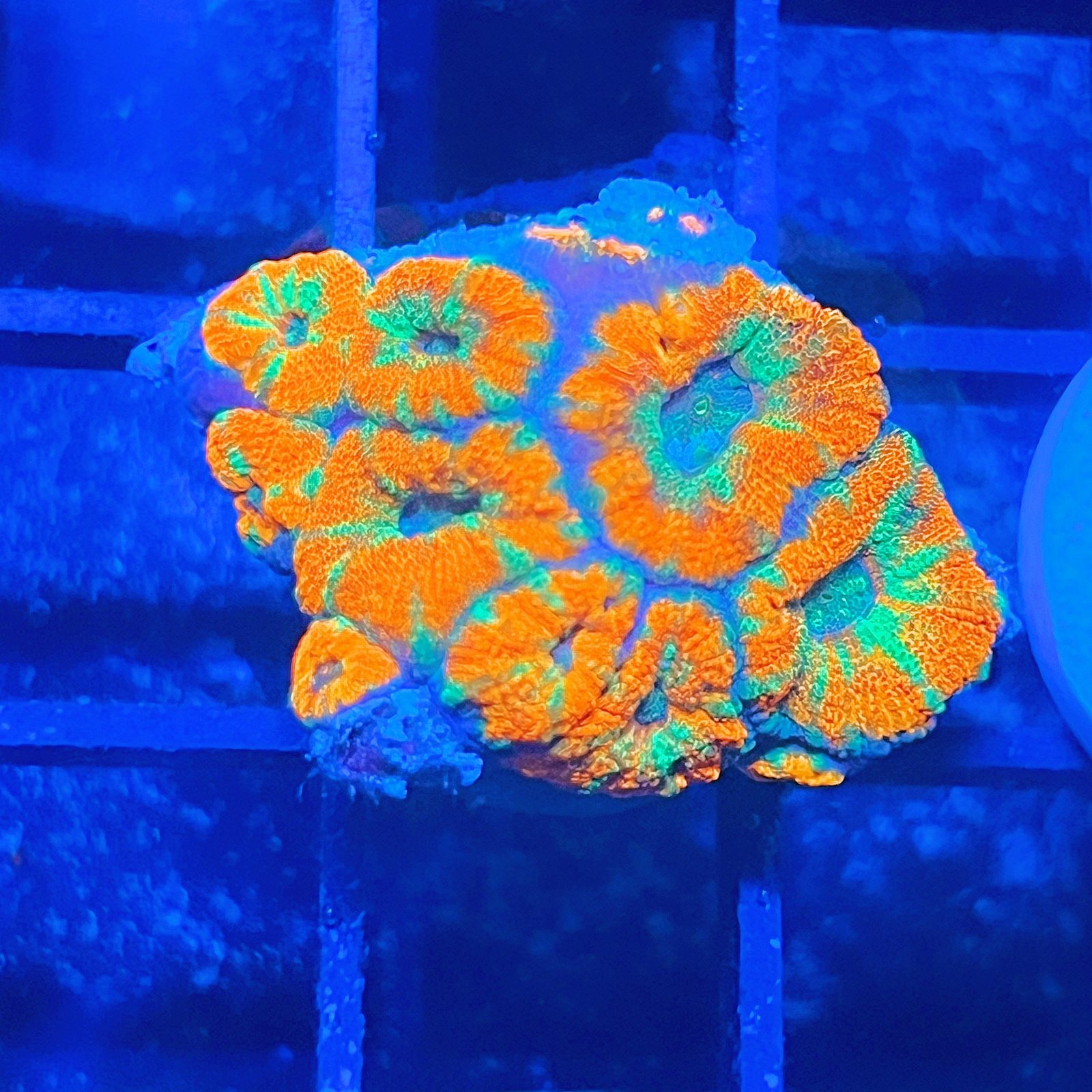 Acanthastrea