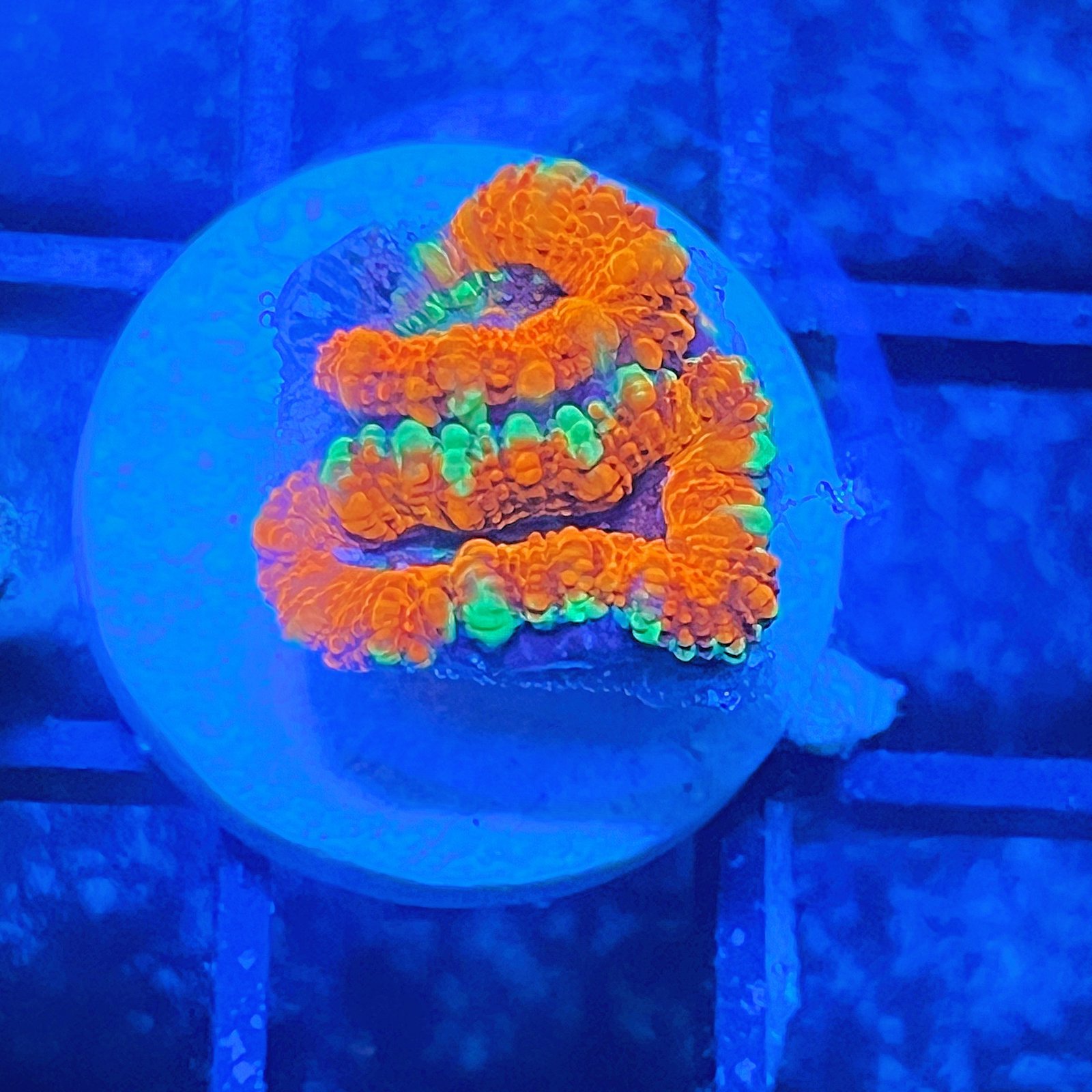 Acanthastrea